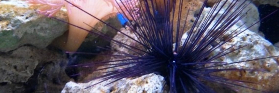 De verstuikte stekel | Naturefreak