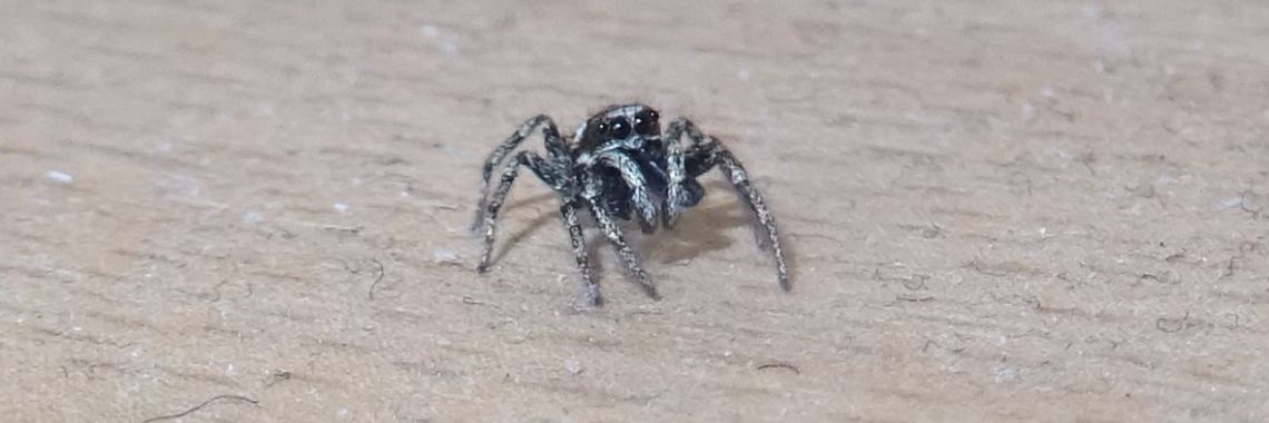 Eau de Arachnida | Naturefreak