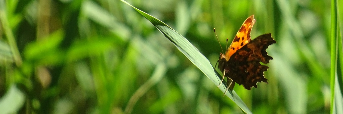 Een smurfige wandeling | Naturefreak