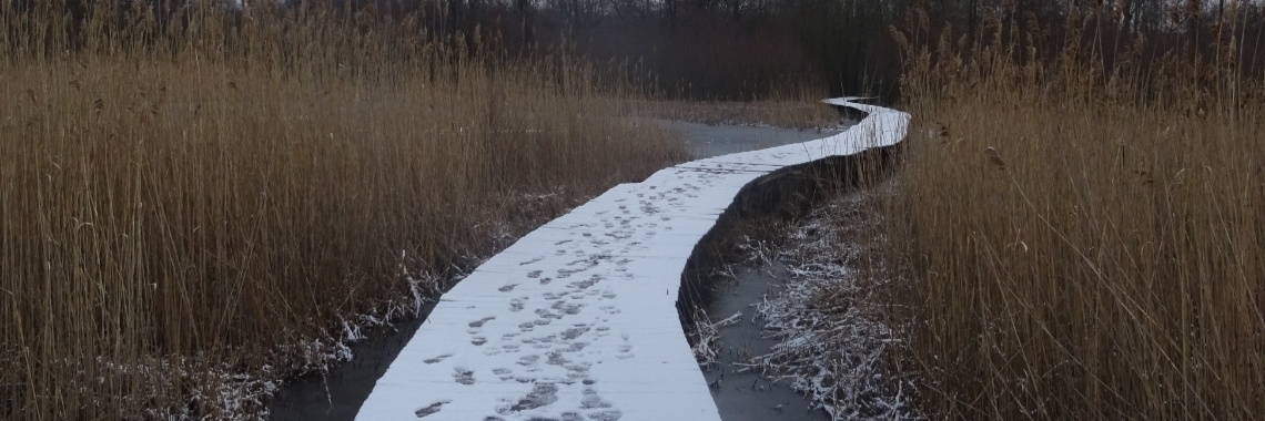 Een winters Beekbergerwoud | Naturefreak