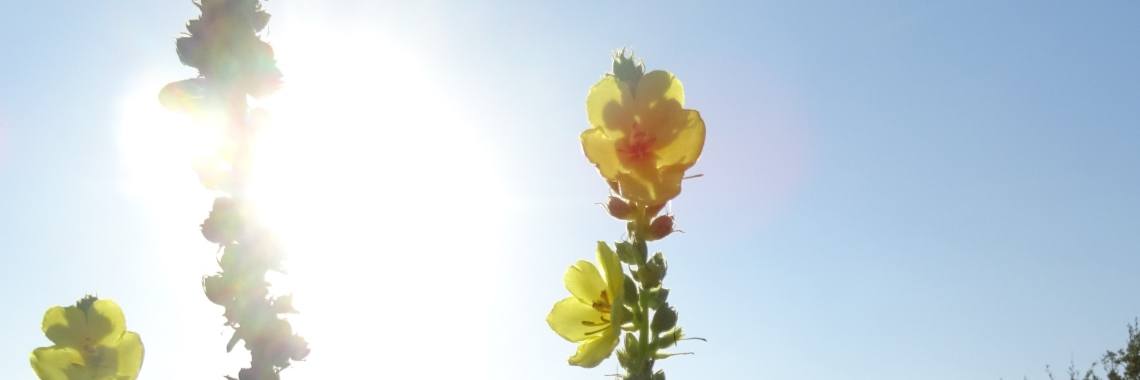 En toen was er licht | Naturefreak