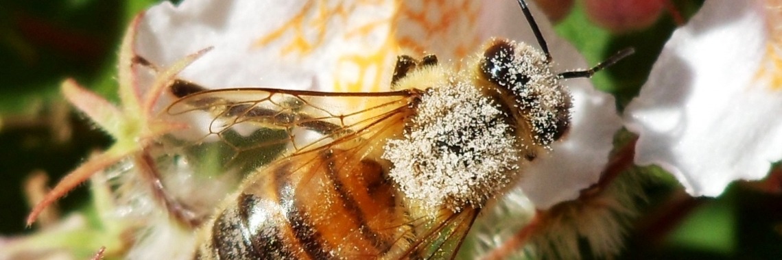 Er hangt iets in de lucht | Naturefreak