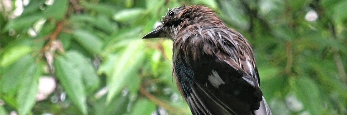 Even schuilen | Naturefreak