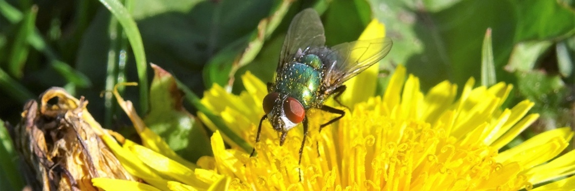 Groene keizersvlieg op paardenbloem | Naturefreak