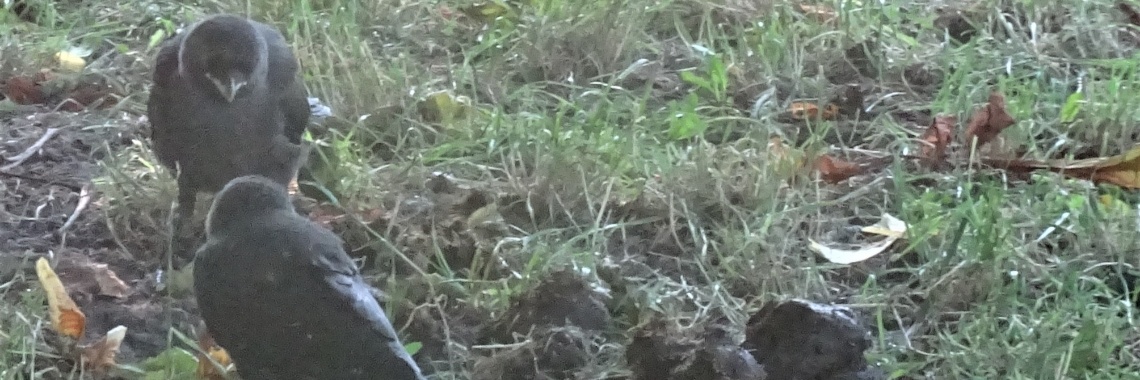 Hallo, hallo, wie stinkt daar zo? | Naturefreak