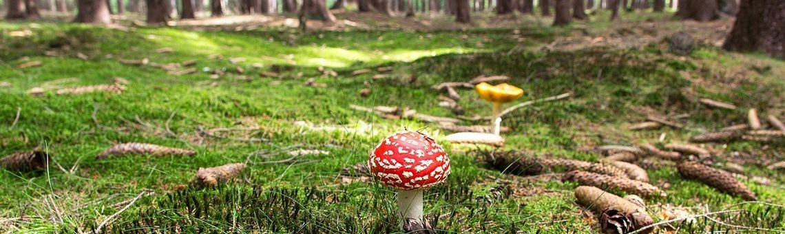 Hannah de heks (11) | Naturefreak