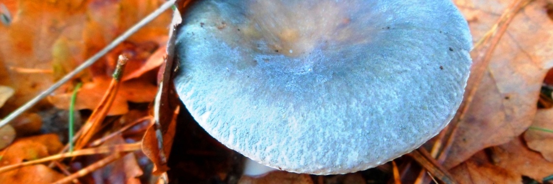 Herfstblues | Naturefreak