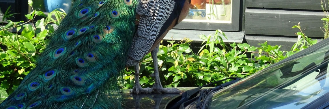 Het beste autoalarm | Naturefreak