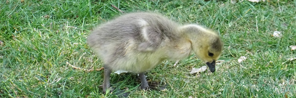 Het hulpvaardige gansje | Naturefreak