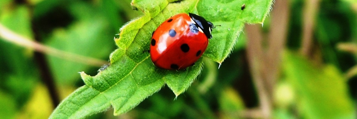 Het lieveheersbeestje en de bladluis | Naturefreak