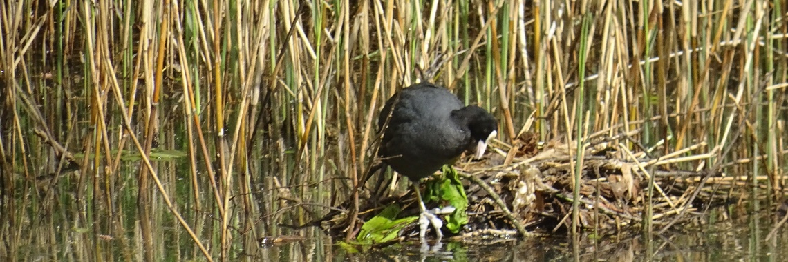 Diligent nest builders | Naturefreak