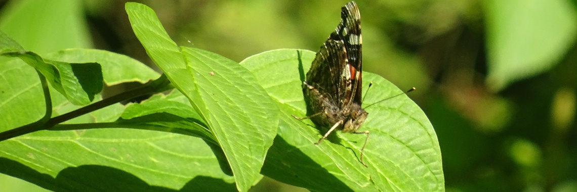 Interview met een atalanta vlinder | Naturefreak