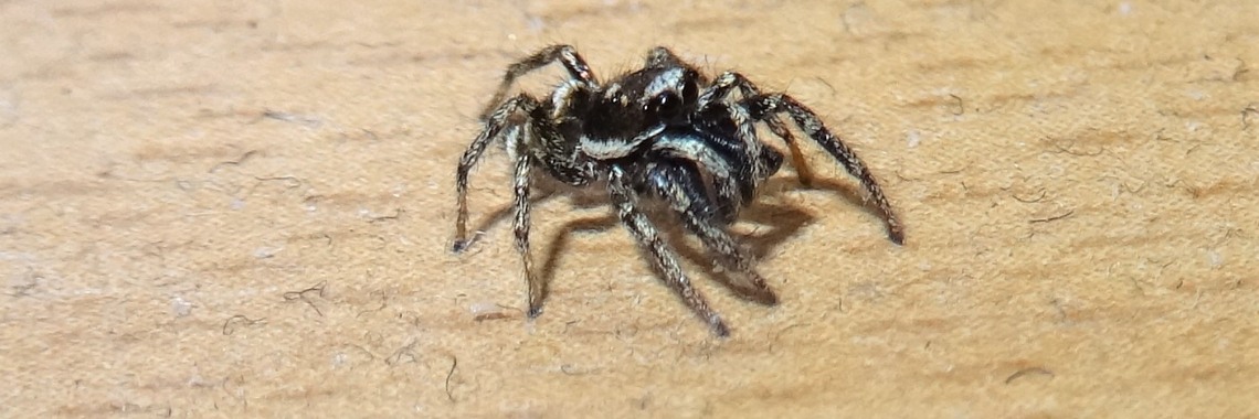 Interview met een huiszebraspin | Naturefreak