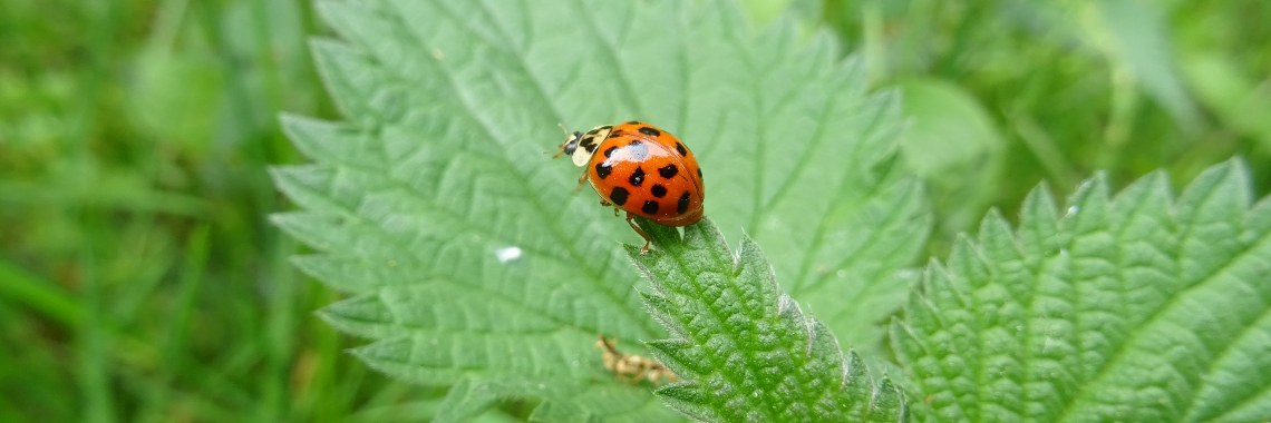 Interview met een lieveheersbeestje | Naturefreak