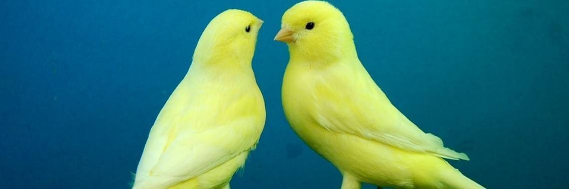 Ko doet het zo (2) | Naturefreak