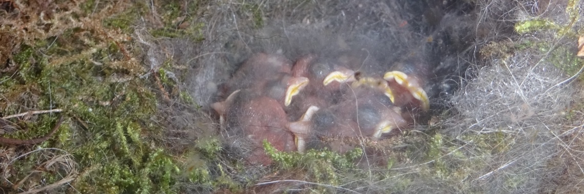 Koolmeesjes in beeld | Naturefreak