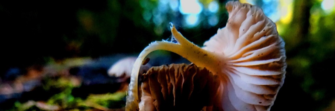 Krak, zei de paddenstoel | Naturefreak