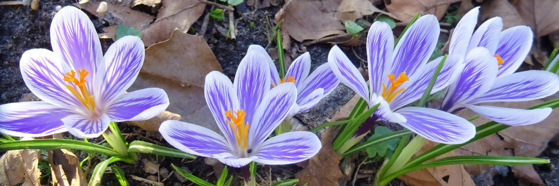 Krokusfestijn | Naturefreak