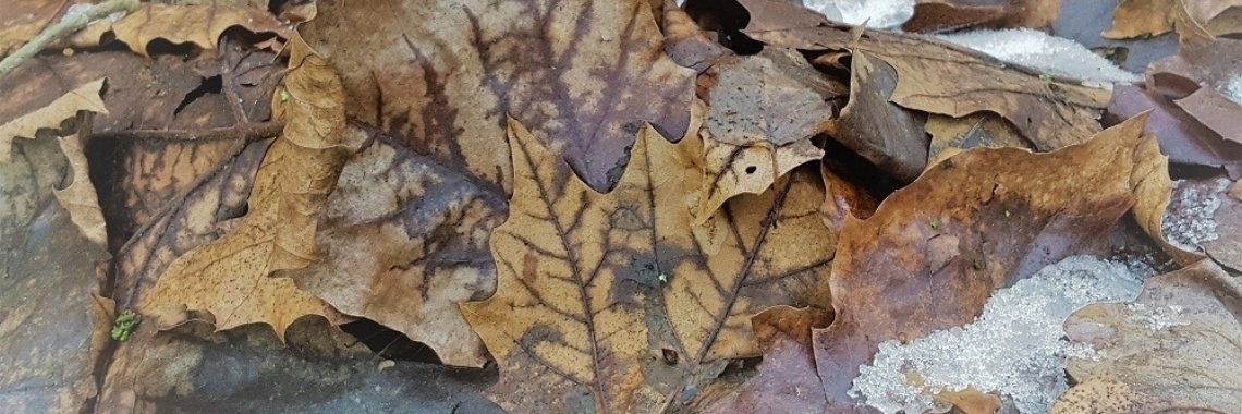 Levenslijnen | Naturefreak
