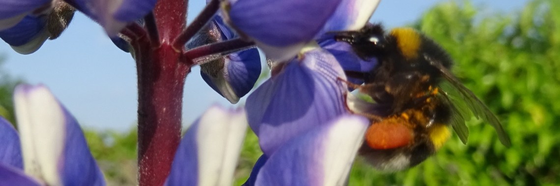 Lupine: meerkleurige schoonheid | Naturefreak
