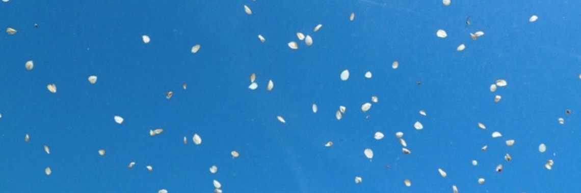 Oleanders of zo | Naturefreak