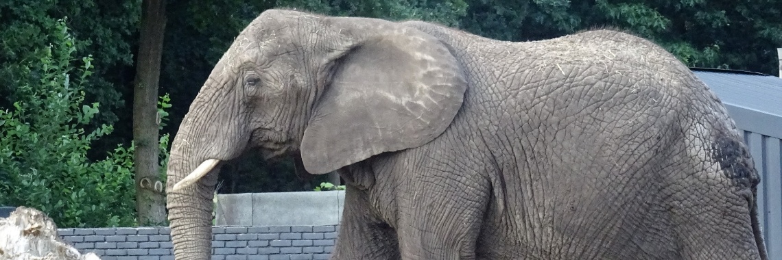 Olifantentaal | Naturefreak