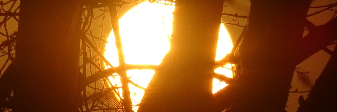 Onsterfelijk licht | Naturefreak