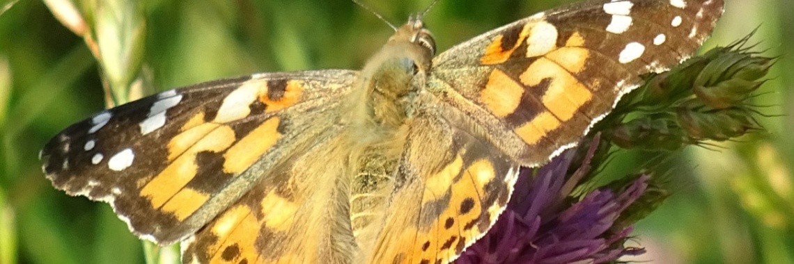 Op een distelvlinderrijke dag | Naturefreak