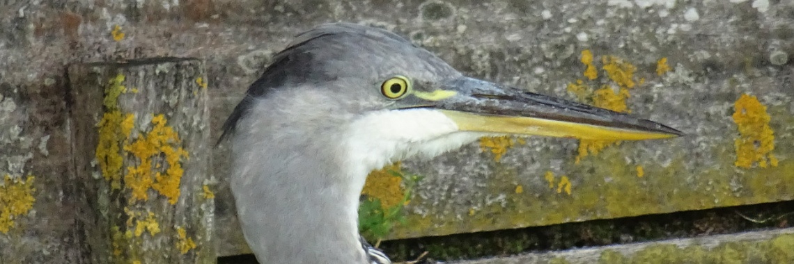 Op kikkerjacht | Naturefreak