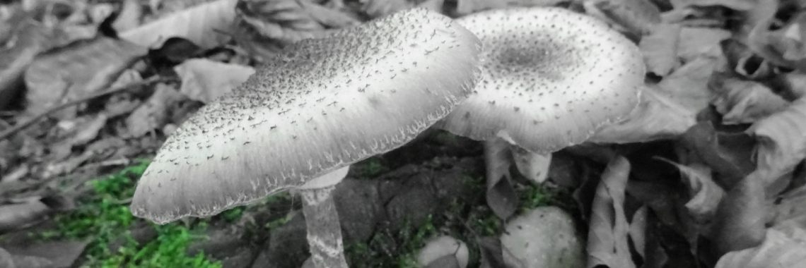 Op rolletjes gaan | Naturefreak