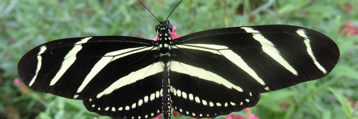Passiflorahoeve: European butterfly garden | Naturefreak