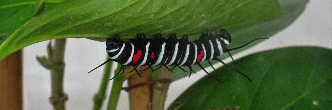 Passiflorahoeve: Tropische vlinderkwekerij | Naturefreak