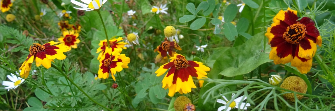 Passiflorahoeve: Butterfly Museum and European Butterfly Garden | Naturefreak