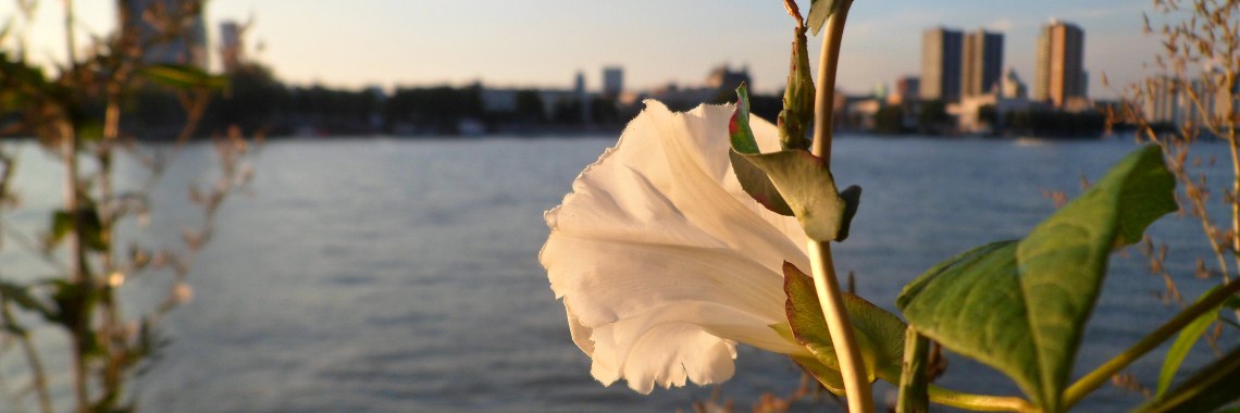 Rotterdam: along the meuse | Naturefreak