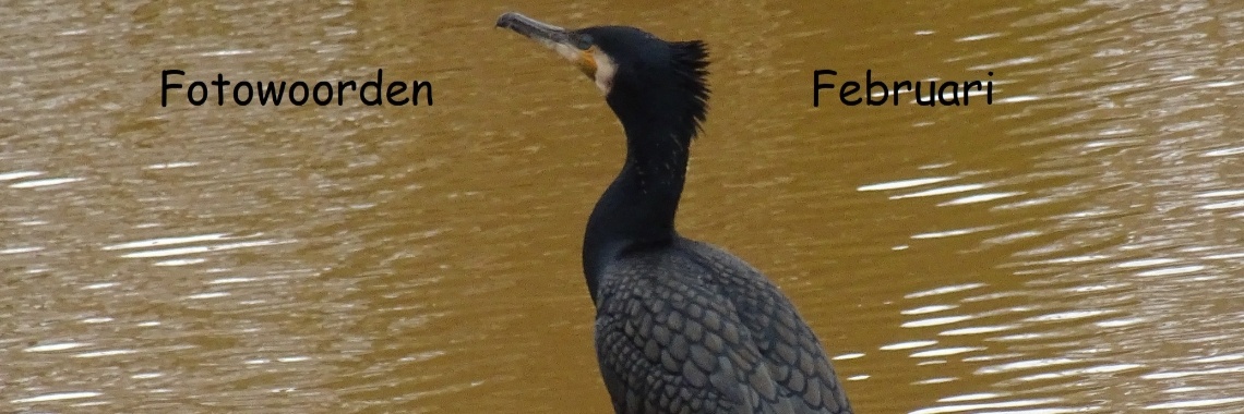 Uitdaging: Fotowoorden Februari 2019 | Naturefreak