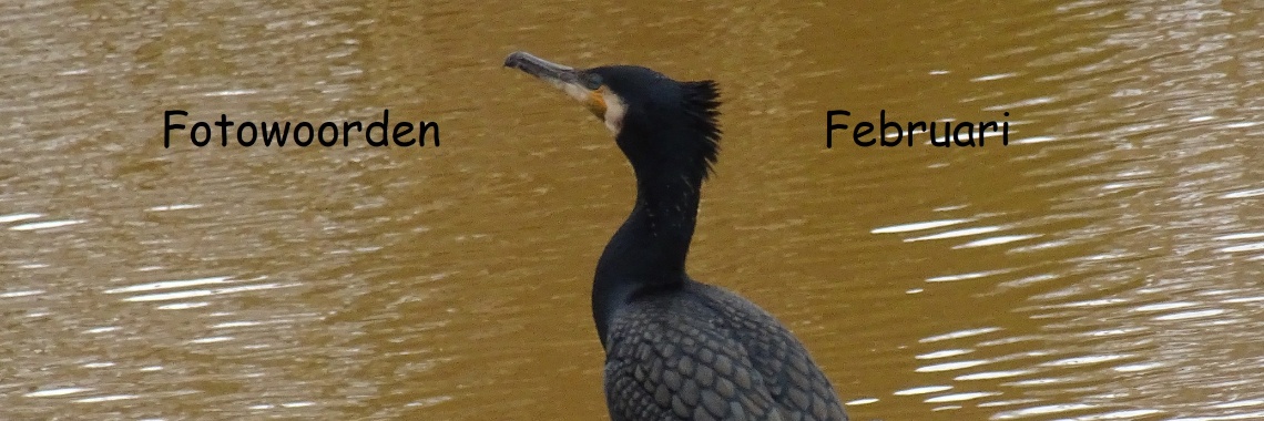 Uitdaging: Fotowoorden Februari 2022 | Naturefreak