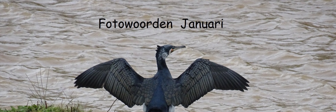 Uitdaging: Fotowoorden Januari 2022 | Naturefreak