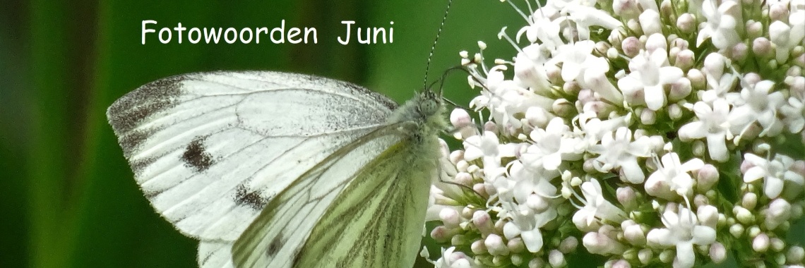 Uitdaging: Fotowoorden Juni 2019 | Naturefreak