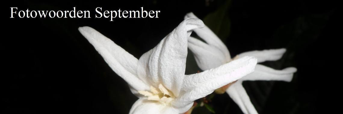 Uitdaging: Fotowoorden September 2020 | Naturefreak