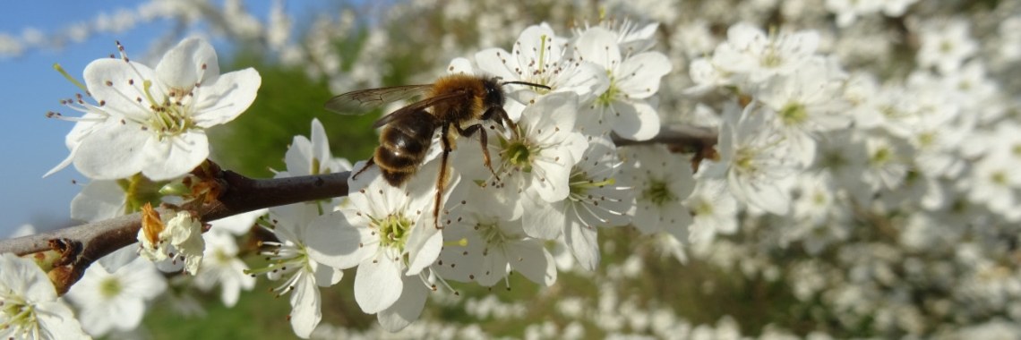 Verzameldrift slaat weer toe | Naturefreak