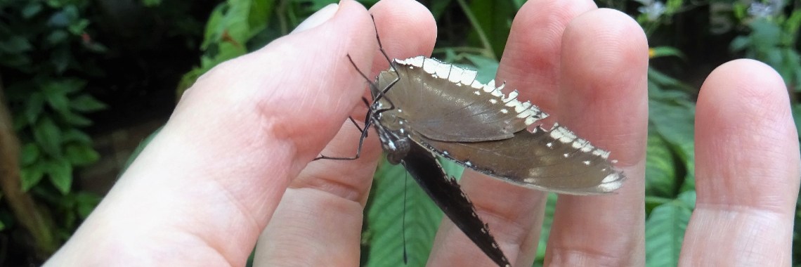 Vlindertuin de Passiflorahoeve | Naturefreak