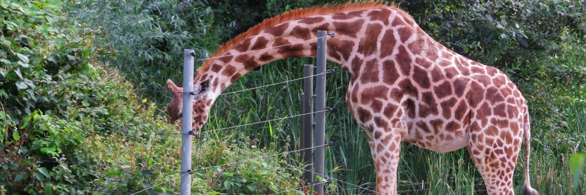 Voetbal kijken | Naturefreak