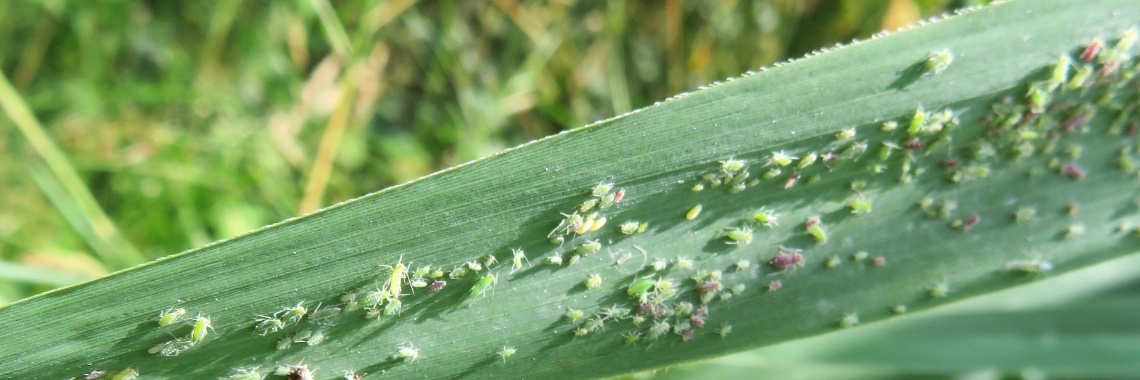 Lieveheersbeestjes en bladluizen | Naturefreak