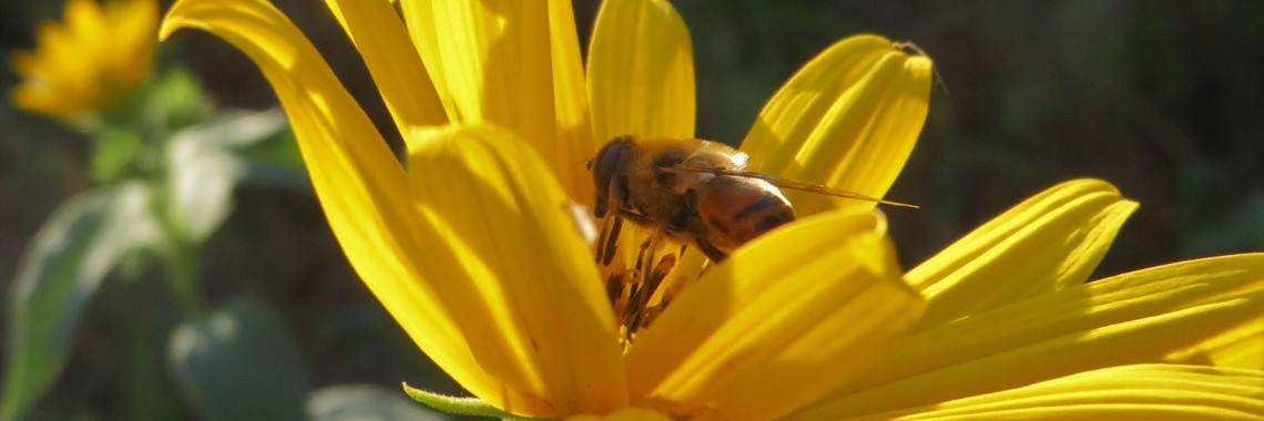 Bijzondere flora en fauna | Naturefreak