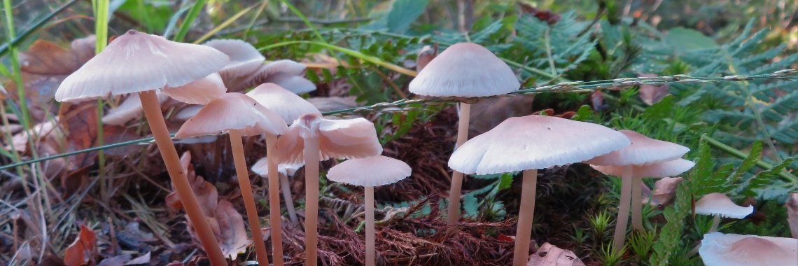 Paddenstoelen en zwammen (2) | Naturefreak