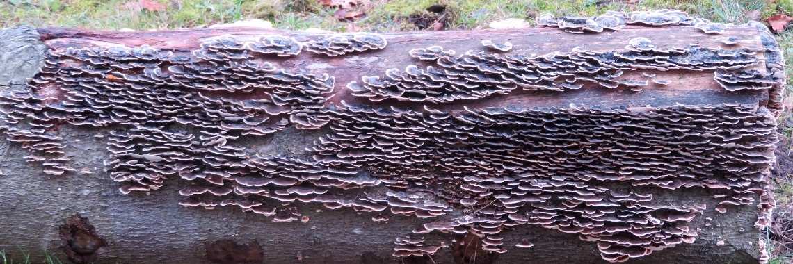 Paddenstoelen en zwammen (3) | Naturefreak