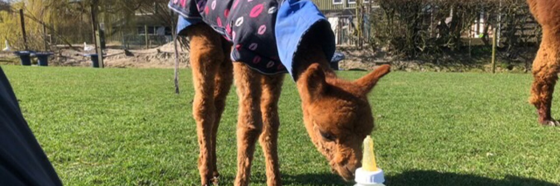 Geniet van de alpaca baby | Millieballon