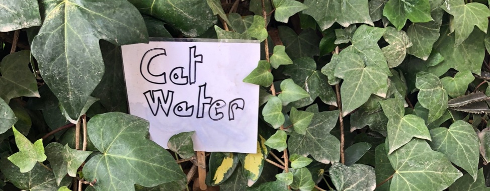 Minder zwerfkatten in Nerja | Millieballon