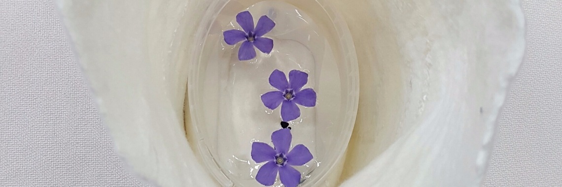 Opbaring als in de moederschoot | Hemelwieg