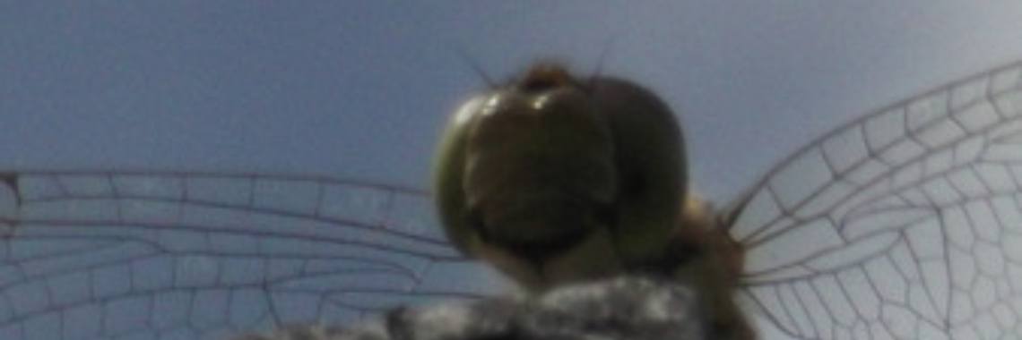 'De laatse loodjes wegen het zwaarst' | Wieke